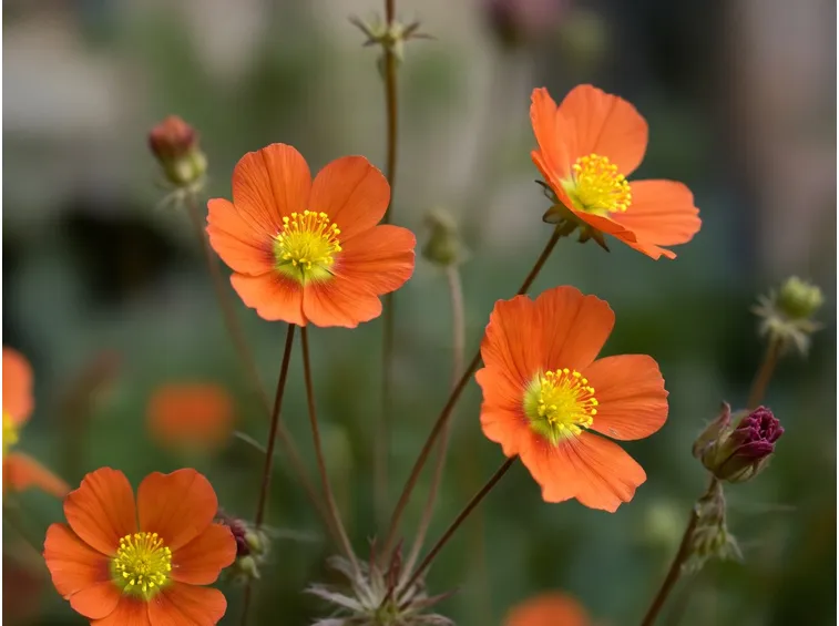 geum coccineum lucy