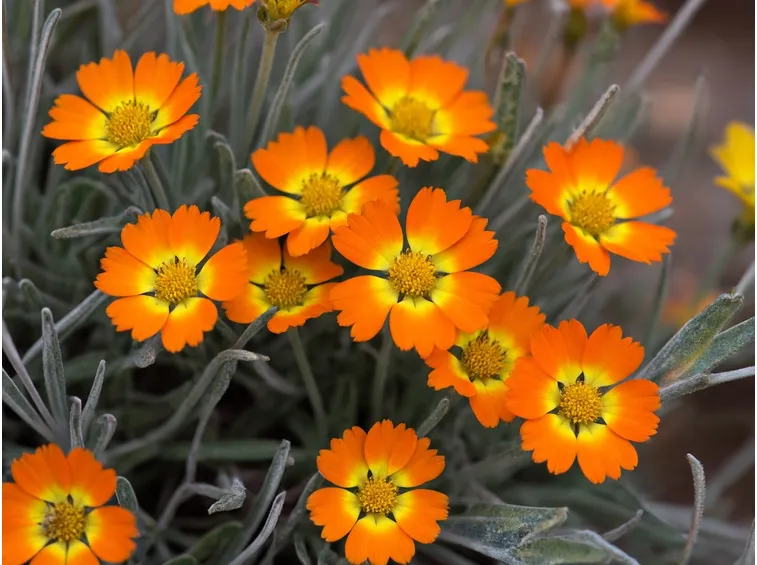 helianthemum