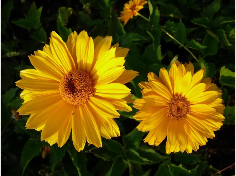 Heliopsis 