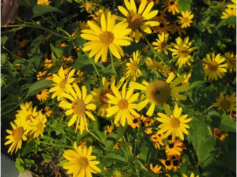 Heliopsis 