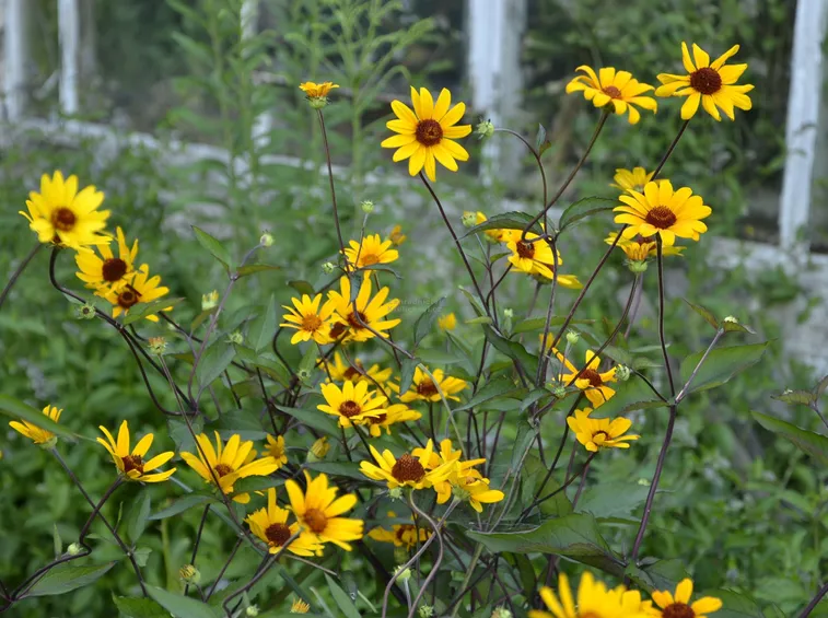 heliopsis