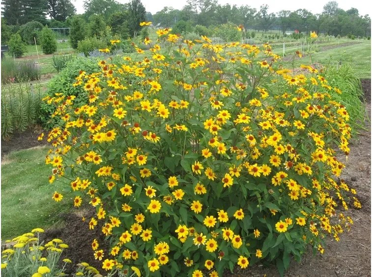 heliopsis