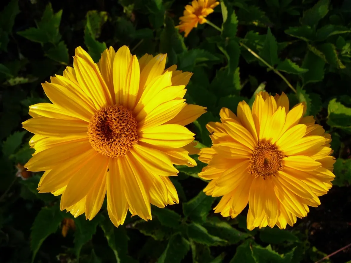 Heliopsis 
