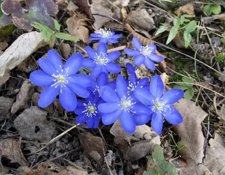 Erba stella
