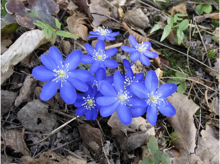 Erba stella