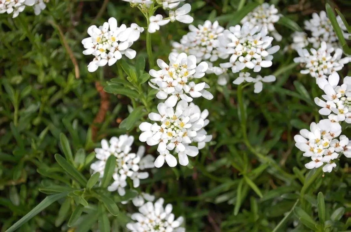 Iberis