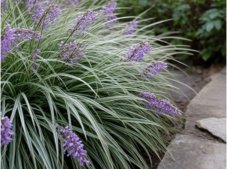 Liriope 