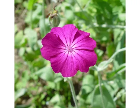 lychnis 