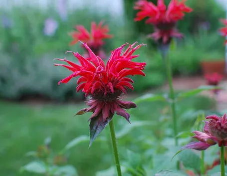 Monarda