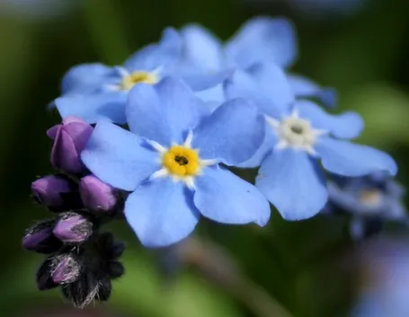 Myosotis 