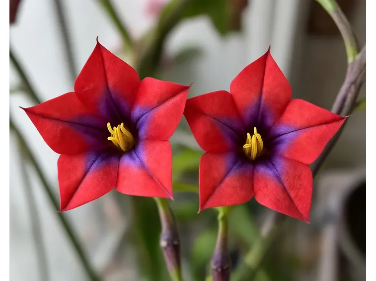 nicotiana alata