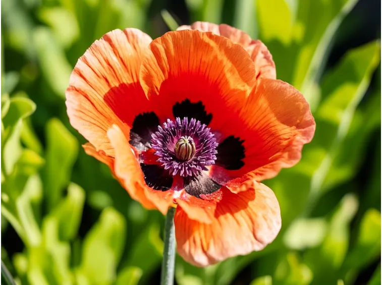 papaver orientalis 
