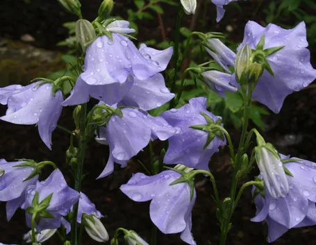 platycodon grandiflorus