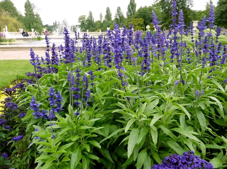 Salvia blu