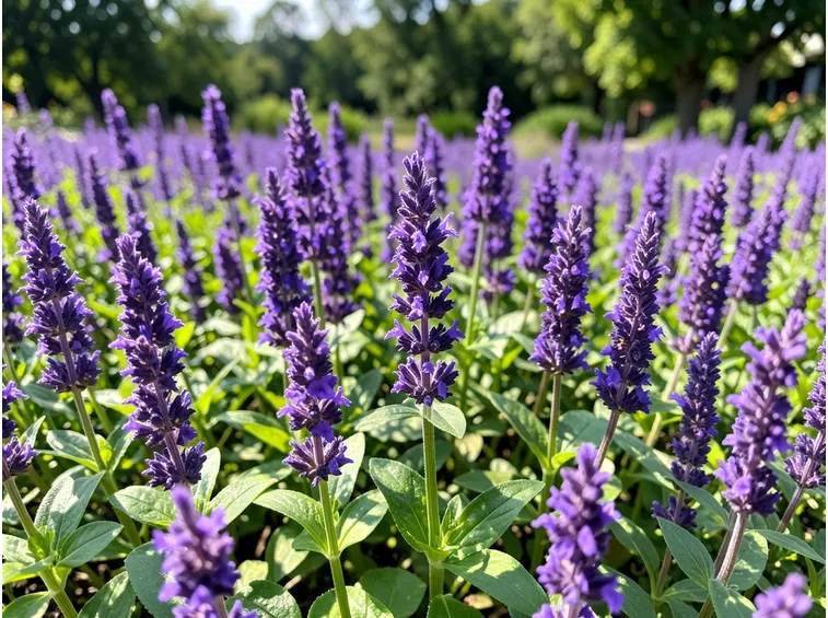 Salvia blu