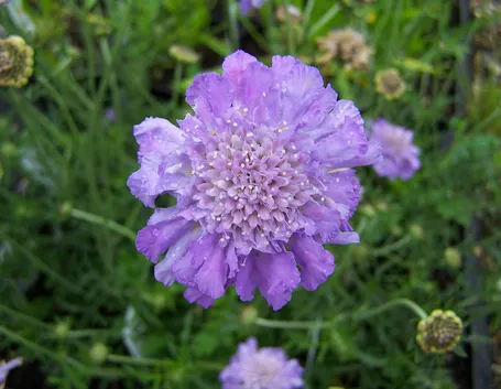 Scabiosa 
