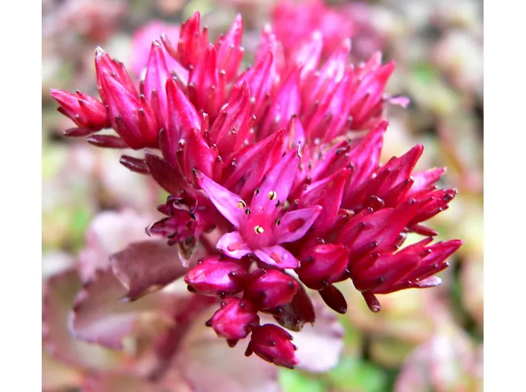 sedum spurium schorbusser blut