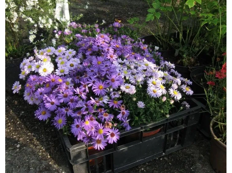 settembrini in fiore
