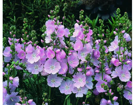 Sidalcea 