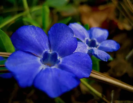 Vinca
