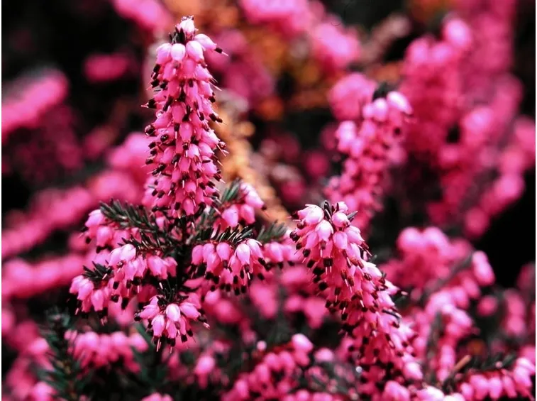 Particolare dei fiori di erica