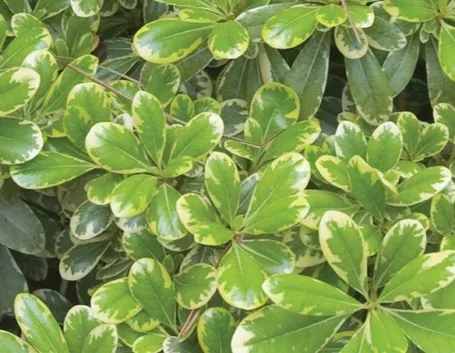 Pitosforo foglie variegate