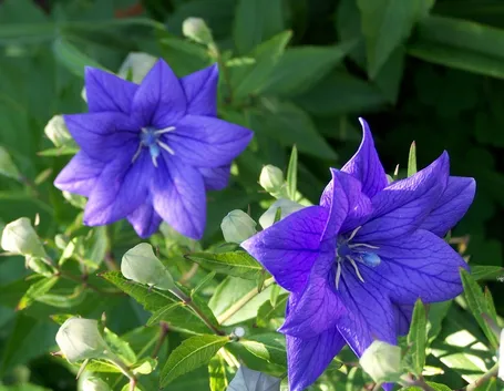 Platycodon