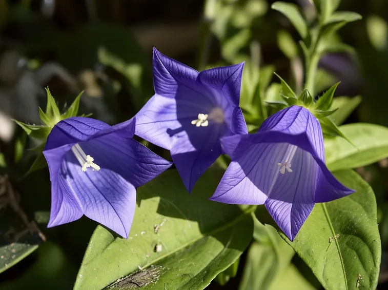 campanula fiore