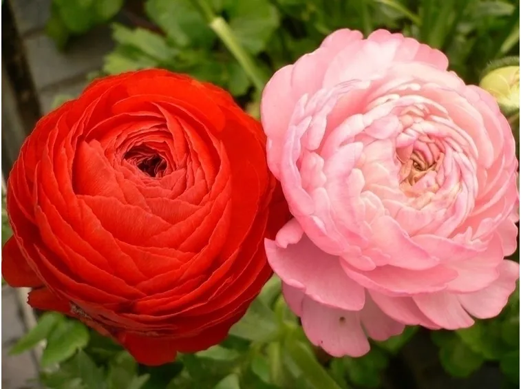 Fiori pianta ranuncolo
