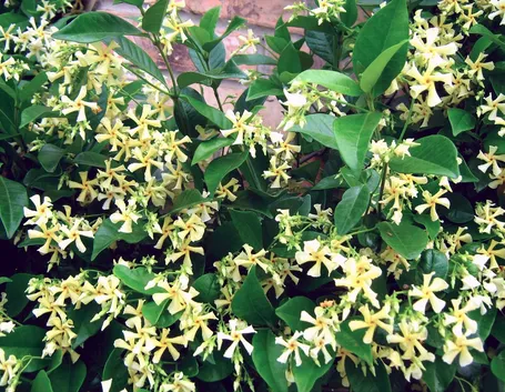 Rincospermum fiorito