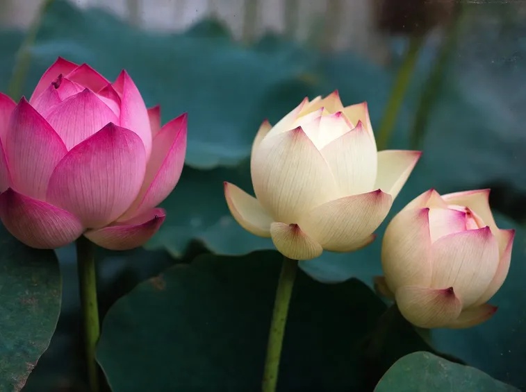 Crescita fiore loto
