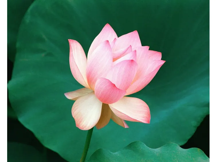 Fiore loto stagno