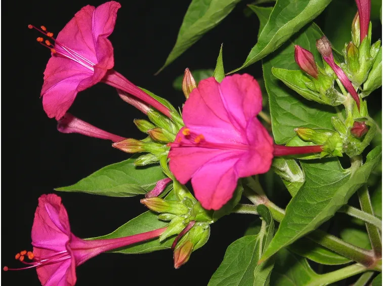 Belle di notte in fiore