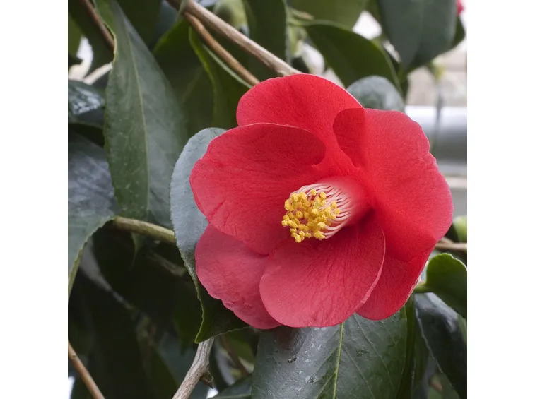 Fioritura invernale della camelia pianta