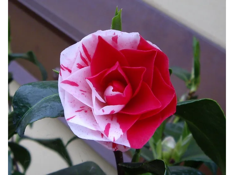 La camelia pianta, una delle tante varietà