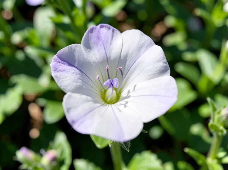Pianta campanella