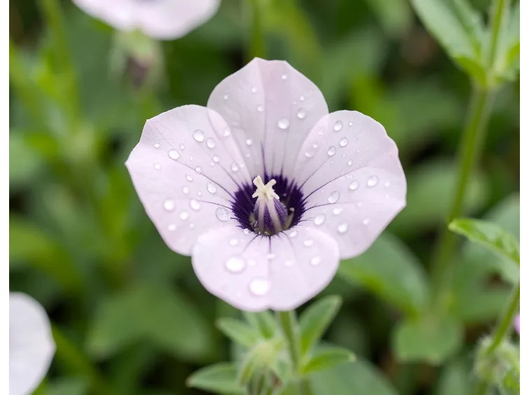 Pianta annuale fiori