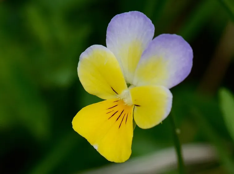 giardino di viole