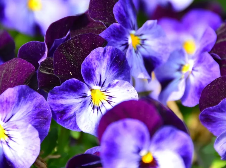 Viola flettii