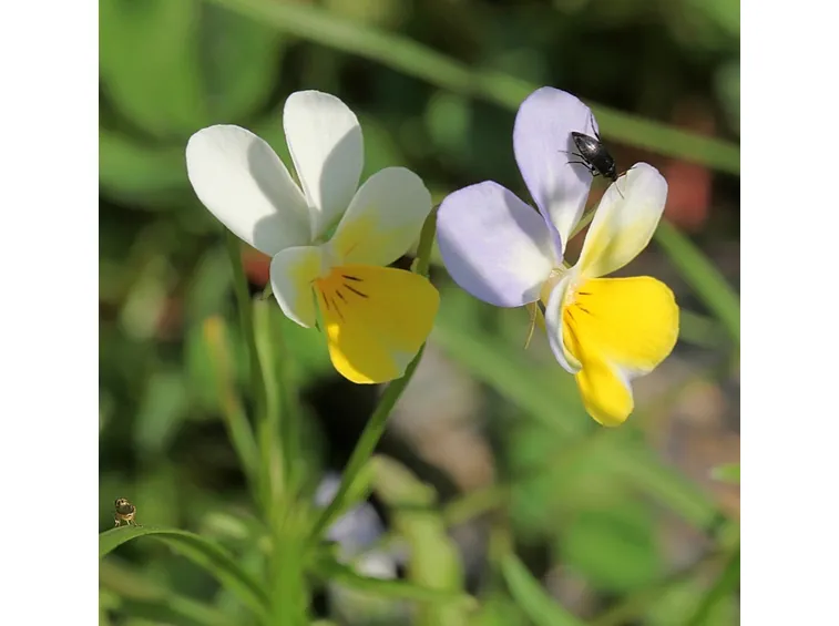 Viola cornuta Helen Mount
