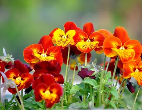 Il fiore Viola odorata