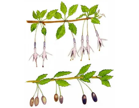 disegno botanico Fuchsia magellanica