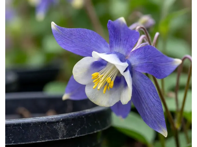 aquilegia flabellata