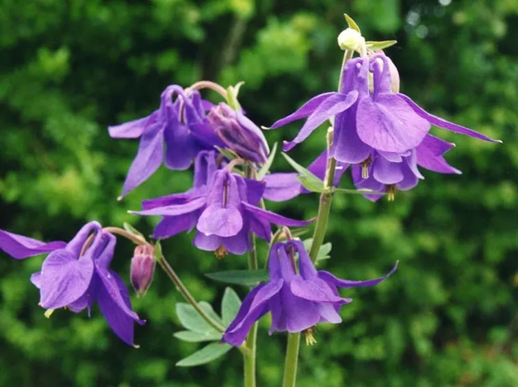 aquilegia alpina