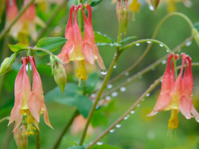 aquilegia canadese
