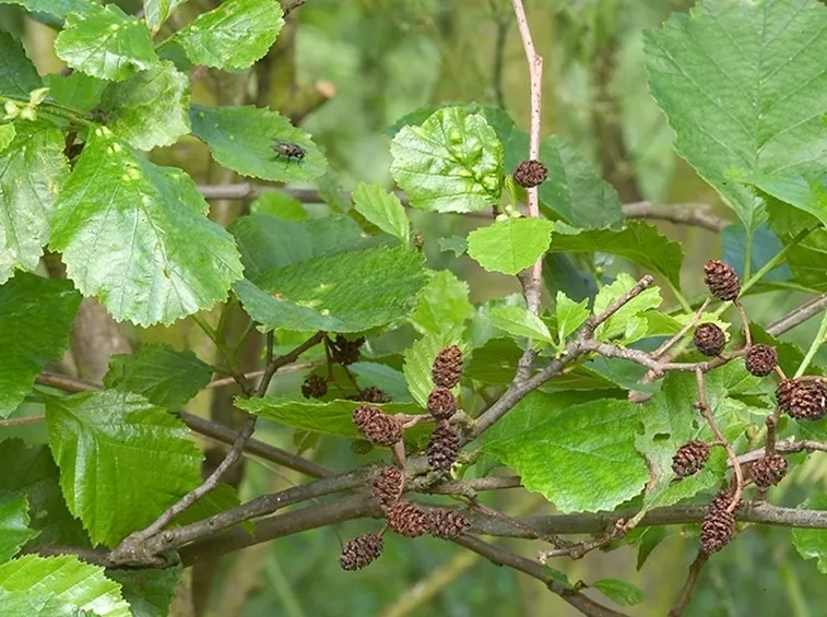 Ramo verde ontano