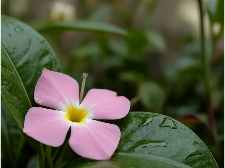 Pervinca da vicino