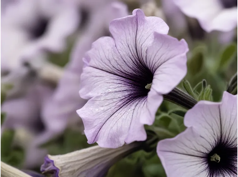 Germoglio fiori ornamentali