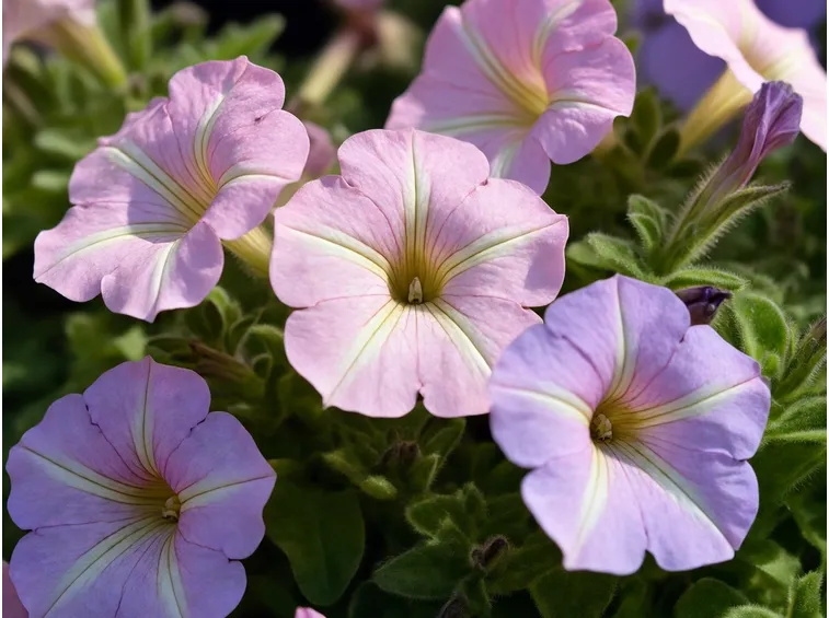 Germoglio potunia