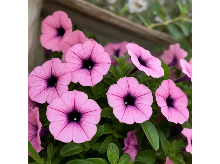 Petunia fiore